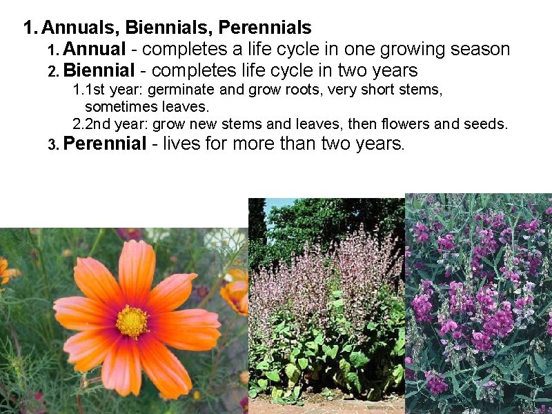 1. Annuals, Biennials, Perennials 1. Annual - completes a life cycle in one growing