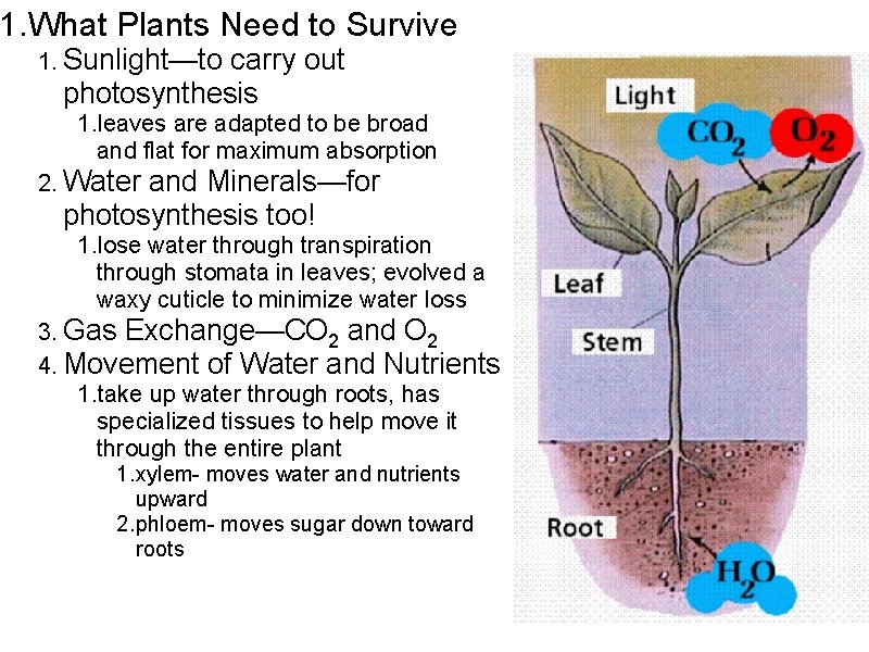 1. What Plants Need to Survive 1. Sunlight—to carry out photosynthesis 1. leaves are