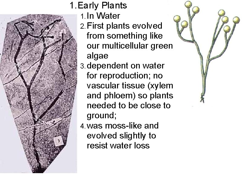 1. Early Plants 1. In Water 2. First plants evolved from something like our