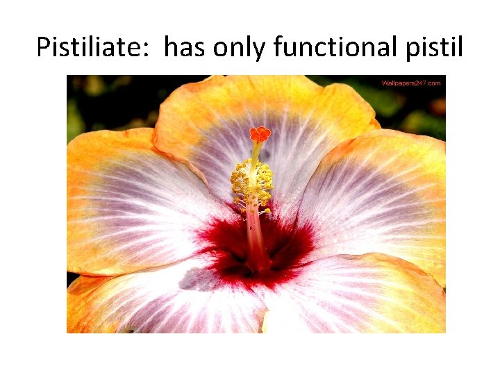 Pistiliate: has only functional pistil 