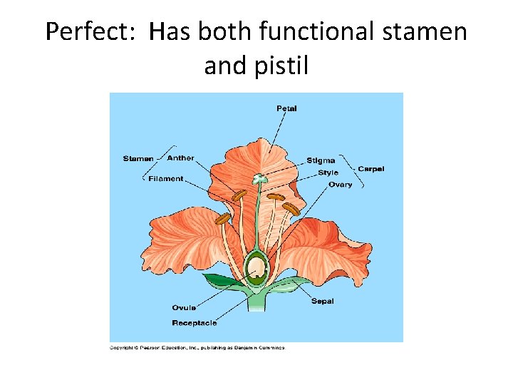 Perfect: Has both functional stamen and pistil 