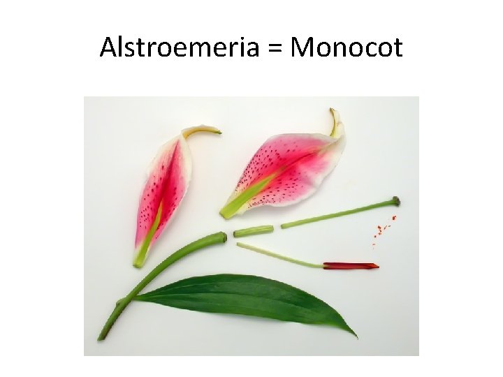 Alstroemeria = Monocot 