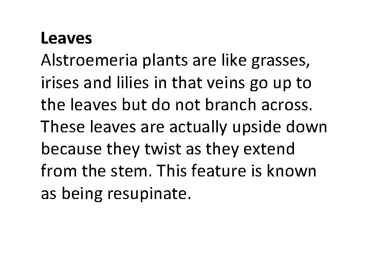 Leaves Alstroemeria plants are like grasses, irises and lilies in that veins go up