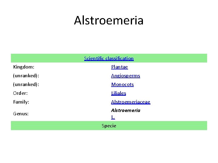 Alstroemeria Scientific classification Kingdom: Plantae (unranked): Angiosperms (unranked): Monocots Order: Liliales Family: Alstroemeriaceae Genus: