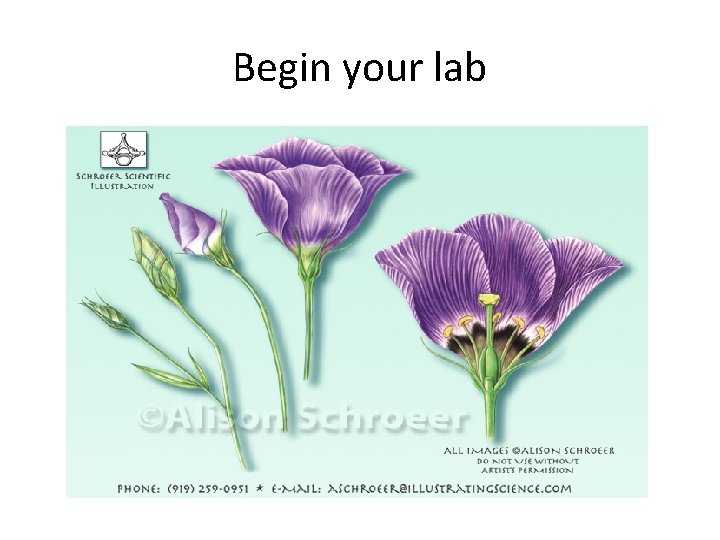 Begin your lab 