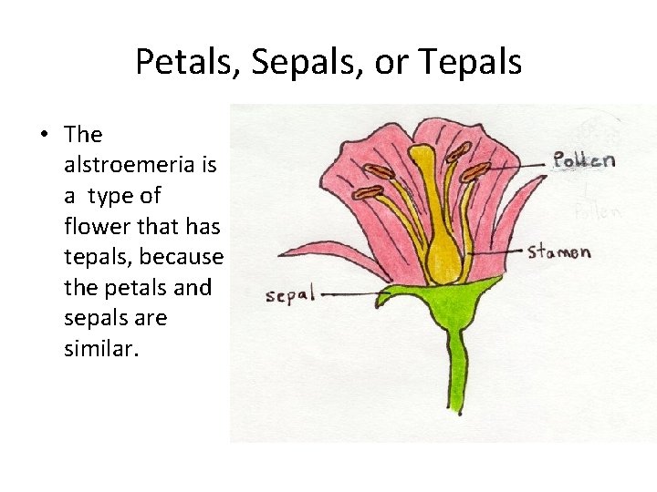 Petals, Sepals, or Tepals • The alstroemeria is a type of flower that has