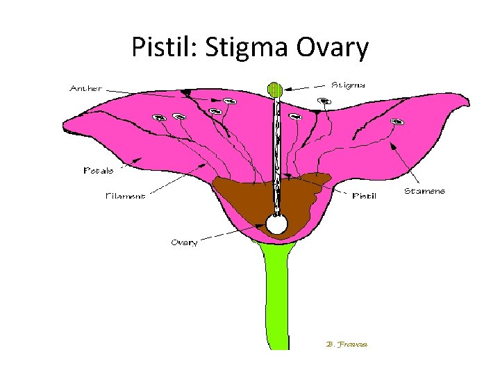 Pistil: Stigma Ovary 