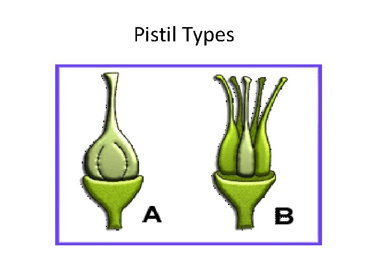 Pistil Types 