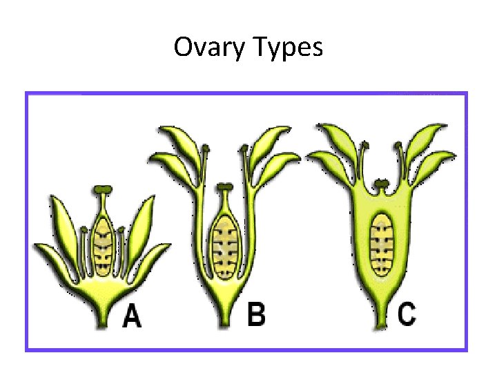 Ovary Types 