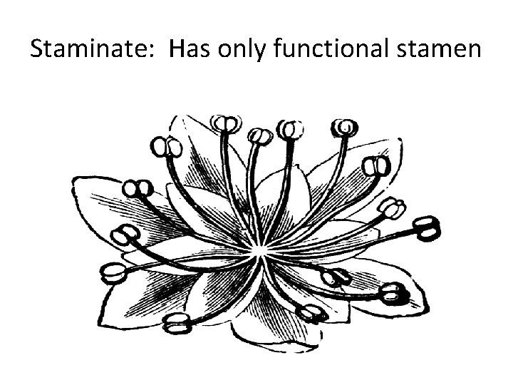Staminate: Has only functional stamen 