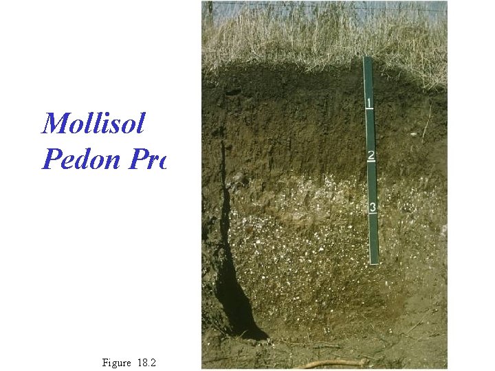 Mollisol Pedon Profile Figure 18. 2 