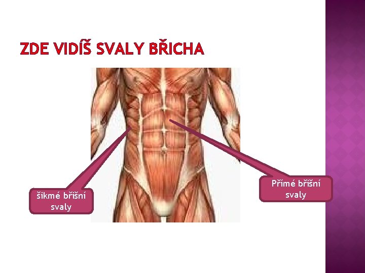 ZDE VIDÍŠ SVALY BŘICHA šikmé břišní svaly Přímé břišní svaly 