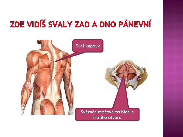 ZDE VIDÍŠ SVALY ZAD A DNO PÁNEVNÍ Sval kápový Svěrače močové trubice a řitního
