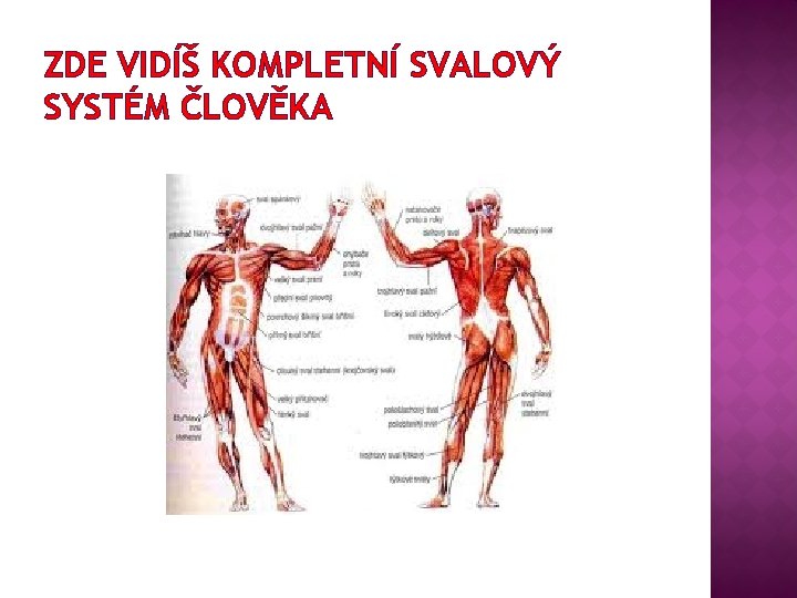 ZDE VIDÍŠ KOMPLETNÍ SVALOVÝ SYSTÉM ČLOVĚKA 