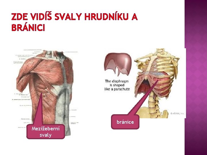 ZDE VIDÍŠ SVALY HRUDNÍKU A BRÁNICI bránice Mezižeberní svaly 