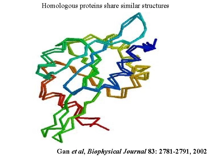 Homologous proteins share similar structures Gan et al, Biophysical Journal 83: 2781 -2791, 2002