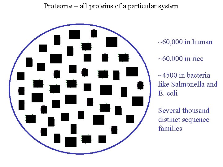 Proteome – all proteins of a particular system ~60, 000 in human ~60, 000