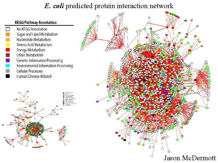 E. coli predicted protein interaction network Jason Mc. Dermott 