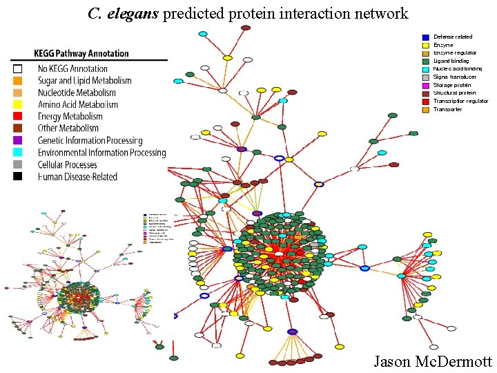 C. elegans predicted protein interaction network Jason Mc. Dermott 