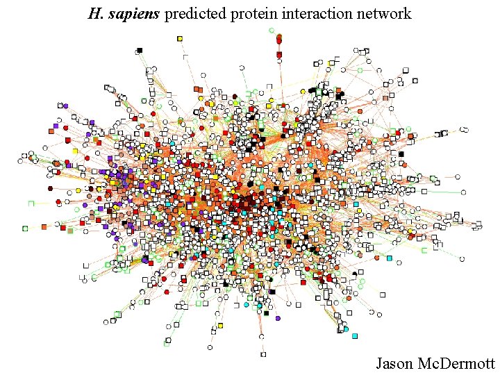 H. sapiens predicted protein interaction network Jason Mc. Dermott 