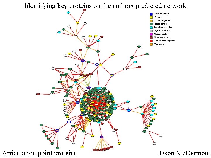 Identifying key proteins on the anthrax predicted network Articulation point proteins Jason Mc. Dermott