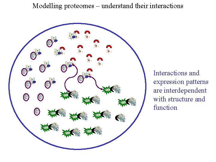 Modelling proteomes – understand their interactions Interactions and expression patterns are interdependent with structure