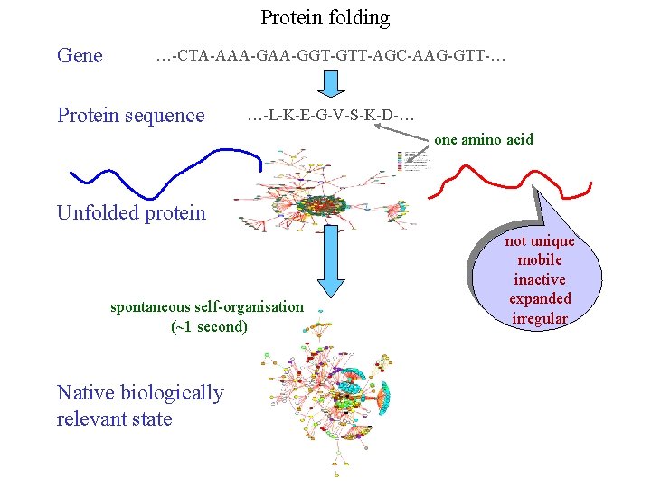 Protein folding Gene …-CTA-AAA-GGT-GTT-AGC-AAG-GTT-… Protein sequence …-L-K-E-G-V-S-K-D-… one amino acid Unfolded protein spontaneous self-organisation