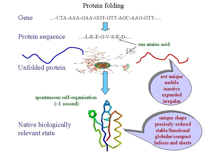 Protein folding Gene …-CTA-AAA-GGT-GTT-AGC-AAG-GTT-… Protein sequence …-L-K-E-G-V-S-K-D-… one amino acid Unfolded protein spontaneous self-organisation