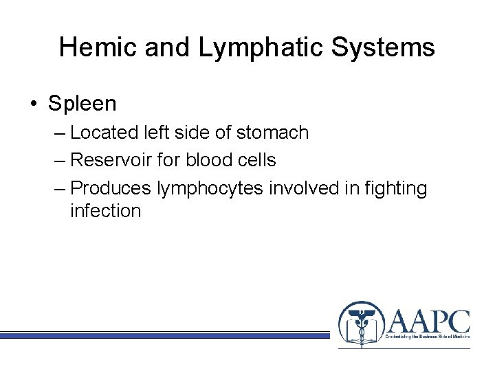 Hemic and Lymphatic Systems • Spleen – Located left side of stomach – Reservoir