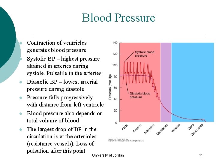 Blood Pressure l l l Contraction of ventricles generates blood pressure Systolic BP –