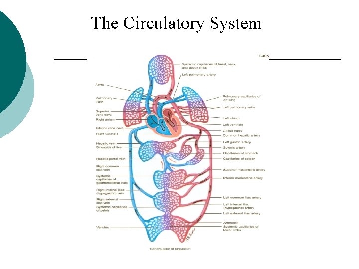 The Circulatory System 