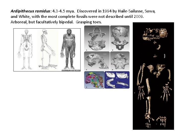 Ardipithecus ramidus: 4. 3 -4. 5 mya. Discovered in 1994 by Haile-Sailasse, Suwa, and