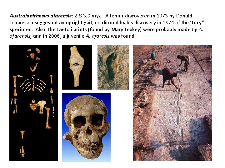 Australopithecus afarensis: 2. 8 -3. 9 mya. A femur discovered in 1973 by Donald