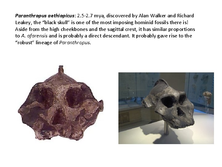Paranthropus aethiopicus: 2. 5 -2. 7 mya, discovered by Alan Walker and Richard Leakey,