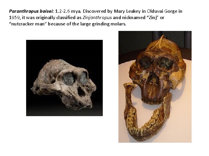 Paranthropus boisei: 1. 2 -2. 6 mya. Discovered by Mary Leakey in Olduvai Gorge