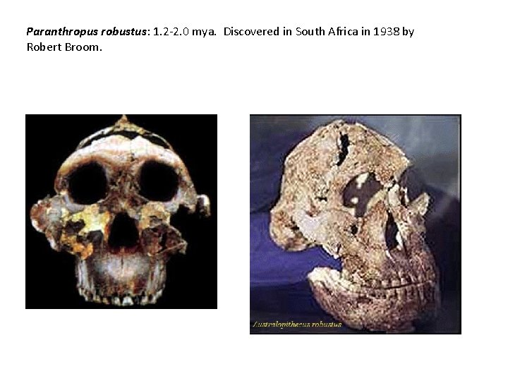 Paranthropus robustus: 1. 2 -2. 0 mya. Discovered in South Africa in 1938 by