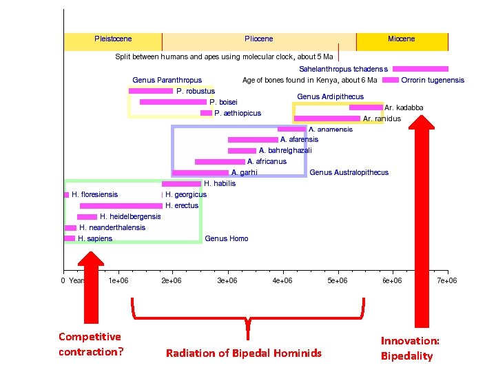 Competitive contraction? Radiation of Bipedal Hominids Innovation: Bipedality 