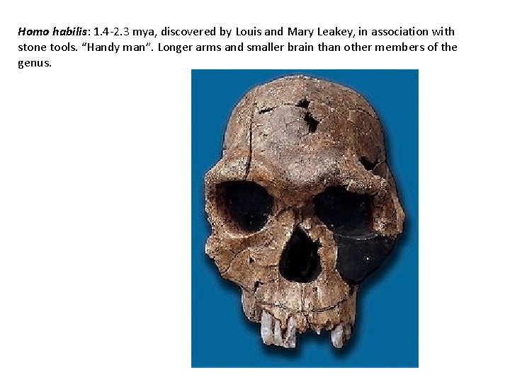 Homo habilis: 1. 4 -2. 3 mya, discovered by Louis and Mary Leakey, in