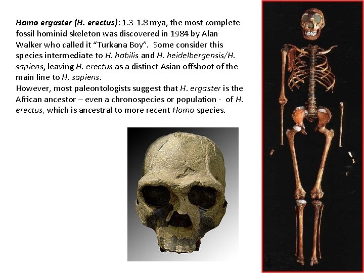 Homo ergaster (H. erectus): 1. 3 -1. 8 mya, the most complete fossil hominid