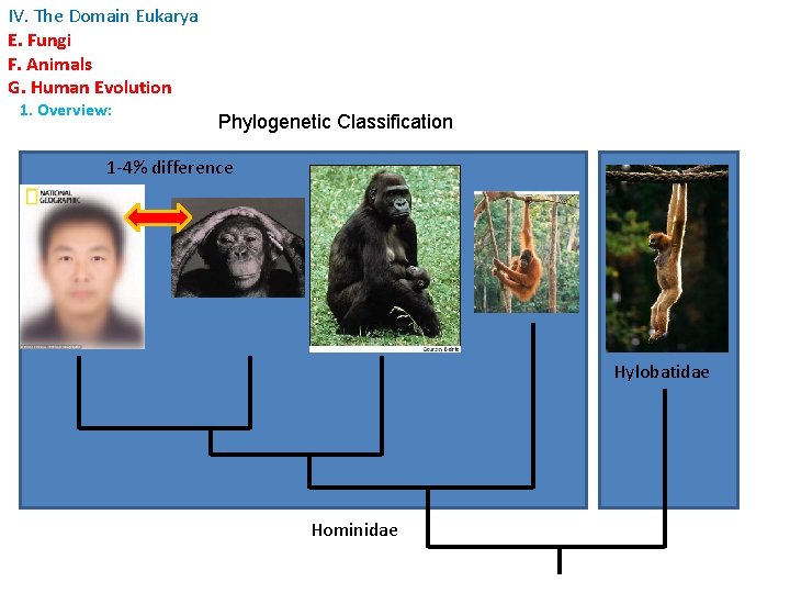 IV. The Domain Eukarya E. Fungi F. Animals G. Human Evolution 1. Overview: Phylogenetic