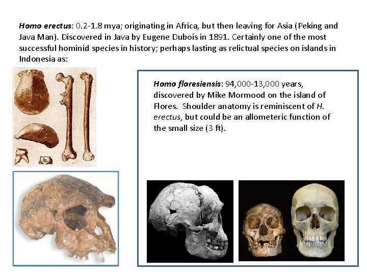 Homo erectus: 0. 2 -1. 8 mya; originating in Africa, but then leaving for