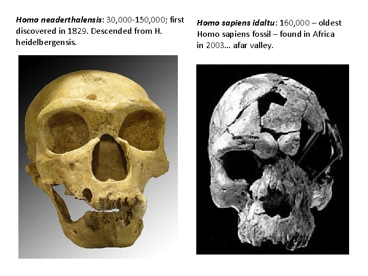 Homo neaderthalensis: 30, 000 -150, 000; first discovered in 1829. Descended from H. heidelbergensis.