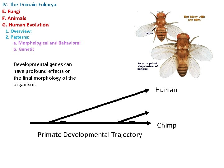 IV. The Domain Eukarya E. Fungi F. Animals G. Human Evolution 1. Overview: 2.