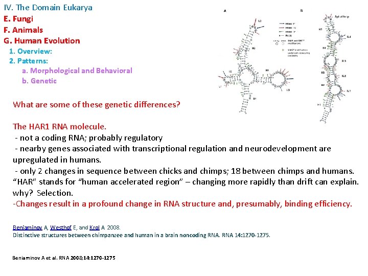 IV. The Domain Eukarya E. Fungi F. Animals G. Human Evolution 1. Overview: 2.