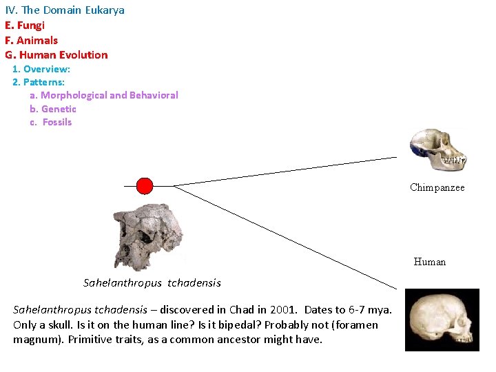 IV. The Domain Eukarya E. Fungi F. Animals G. Human Evolution 1. Overview: 2.