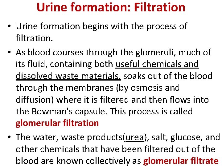 Urine formation: Filtration • Urine formation begins with the process of filtration. • As