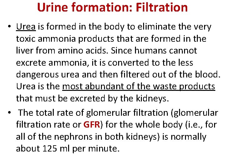 Urine formation: Filtration • Urea is formed in the body to eliminate the very