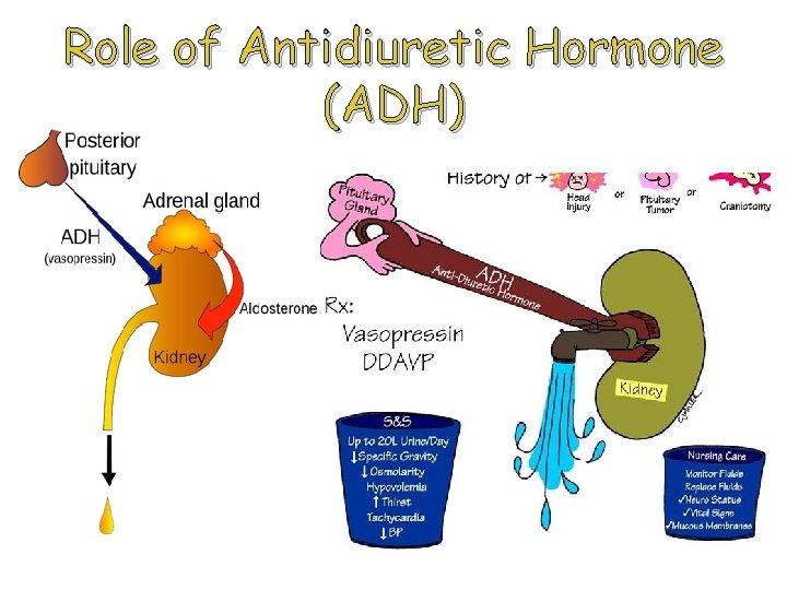 Role of Antidiuretic Hormone (ADH) 