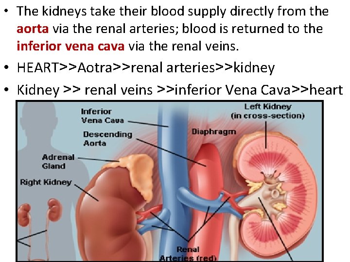  • The kidneys take their blood supply directly from the aorta via the