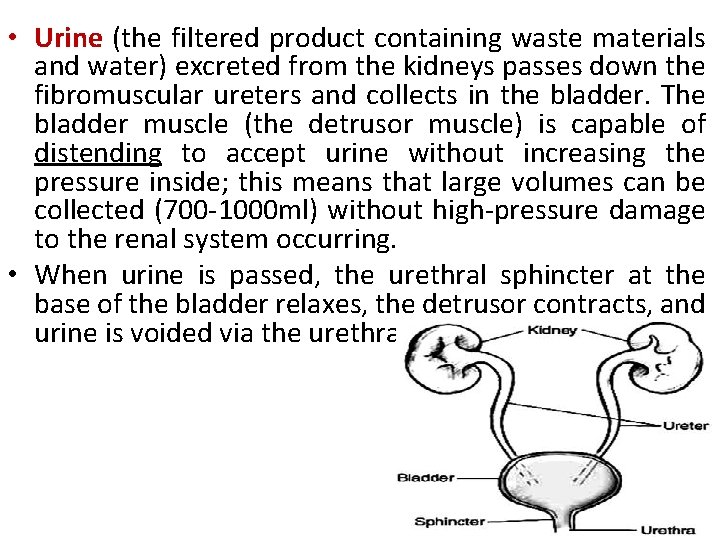  • Urine (the filtered product containing waste materials and water) excreted from the